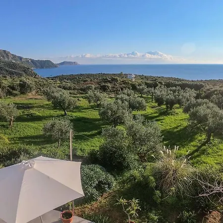 The Olive Grove 1 *
