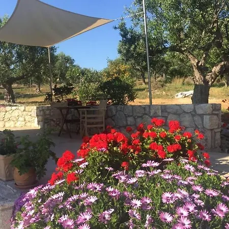 The Olive Grove 1